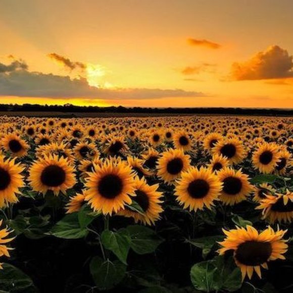 Meet your Posher, Em - Picture 1 of 1